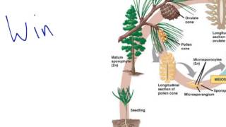 Gymnosperm Reproduction [upl. by Moreno395]