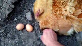 My broody attack chicken [upl. by Ohl]