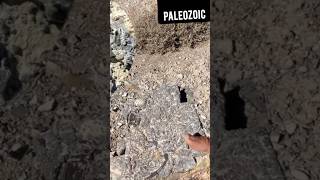 Hunting Ancient TRILOBITE Fossils [upl. by Voletta]