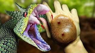 20 Most Painful Snake Bites In The World [upl. by Petersen]