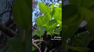 Lahainas Banyan tree shows signs of growth after devastating wildfires [upl. by Ahsinna800]