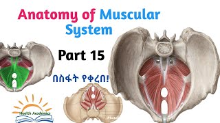 Anatomy of Muscular System Pelvic Muscles Helpful Video Lecture with Amharic Speech Part 15 [upl. by Erasaec]