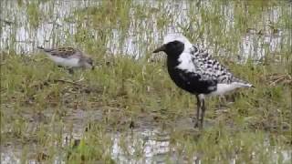 Black bellied Plover at Hillman [upl. by Atnuahsal235]