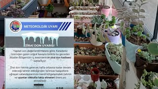 ZİRAİ DON BAŞLADI🥶 İLK KAR YAĞIŞI İLE KIŞ DÜZENİ 🌨️🌵 [upl. by Rusel337]