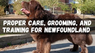 Proper Care Grooming and Training for Newfoundland Dog Breed [upl. by Ahsenar]