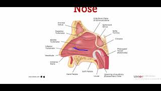 Symptomatology of nose and coanal atresia [upl. by Kcirddet]