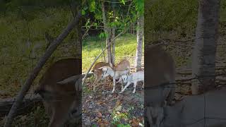 Giving them little amnt of madre cacao leaves part of their balance diet goatfarmlife goatfeed [upl. by Kondon]