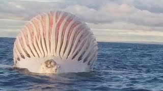 swollen whale explodes on camera [upl. by Eirellav]