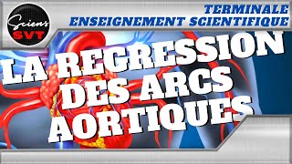 LES ARCS AORTIQUES  LEVOLUTION COMME GRILLE DE LECTURE  TERMINALE ENSEIGNEMENT SCIENTIFIQUE [upl. by Leuqram124]