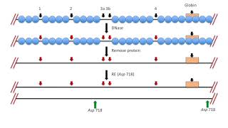 Fig 1319 1320 Mapping DNase I hypersensitive sites on chromatin [upl. by Whallon]