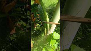 Banana leaves cutting agriculture farming cuttingskills satisfying shorts [upl. by Apthorp567]