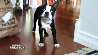 Boston Terrier Attack Mode [upl. by Atter450]