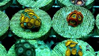 Lets talk Corals  Zoanthids  Palythoas [upl. by Gentry583]