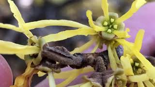 Marvelous Morphology Hamamelis virginiana witchhazel [upl. by Landau]