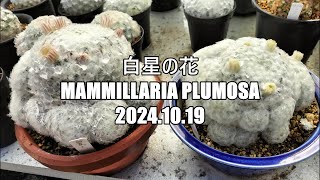 白星の花 Mammillaria plumosa 2024 10 19 [upl. by Auqemahs36]