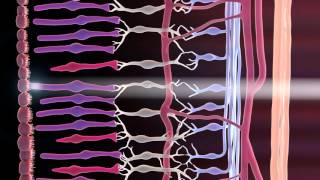 Receptive Fields and ONOFF Center Bipolar Cells [upl. by Hunter]