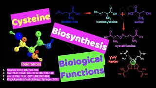 Cysteine Semiessential Amino Acid Biosynthesis Biological Functions [upl. by Anisah]