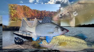 Kansas Fishing Report 102024 [upl. by Lindblad]