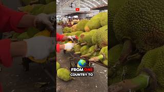 How jackfruit is transported from one country to another🌟🌳 Part 01 🌍 shorts short unique [upl. by Kimbra190]