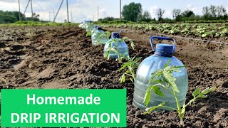 Simple amp Quick Drip Irrigation System for Growing Tomatoes [upl. by Ariaet654]