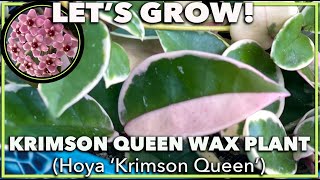 HOYA KRIMSON QUEEN How to grow and care for your tricolor hoya [upl. by Jill]