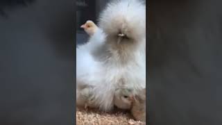 Silkie chicks silkiechicks fancyhens [upl. by Chamkis740]