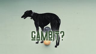 The Dog Gambit · Training Game [upl. by Muslim80]