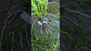 Growing dendrobium nobile on rocks orchid garden plants [upl. by Sollie]