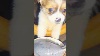 Kiki eat the food dog funny funnypets pets petvideos cute chihua funnyanimals [upl. by Riorsson176]