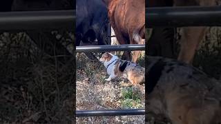 Corgi herding cattle [upl. by Adnorat]