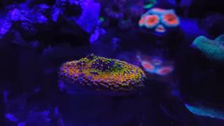 rainbow montipora [upl. by Tulley370]