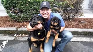 Baby Rottweiler Puppy Meets BIG Brutus Maximus Rottweiler [upl. by Nayar]