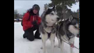 Hundeslæde udenfor Røros i Norge fra Rejseprogrammetdk [upl. by Idnarb256]