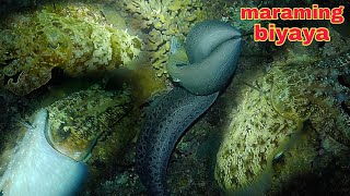 ep437 Dive1maliit na bahura maraming biyaya night spearfishing Philippines [upl. by Uhej428]