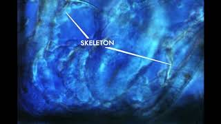 21 Echinoderm Development Gastrulation [upl. by Gonsalve341]