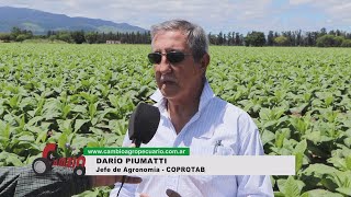 CAMBIO AGROPECUARIO Nº 1402  DARÍO PIUMATTI  Jefe de Agronomía – COPROTAB [upl. by Nabru]