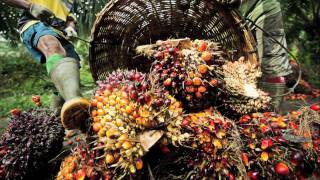 Sustainable Palm oil production [upl. by Ahtar158]