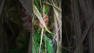 Tupistra Nutansknows as Nakima Flowers 🌺 and vegetables vegitables naturefarming shorts [upl. by Eugenius]