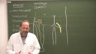 MI 1  Anatomie de la hanche Hip joint [upl. by Joyan]