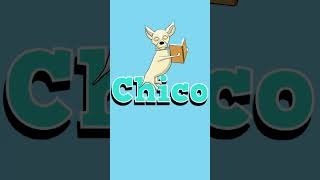 Chico the chihuahua from Buddy Sierra amp Chico 2danimation dogs chihuahua adobefresco kindle [upl. by Lani]