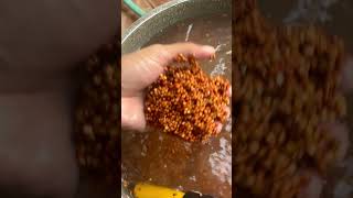 DIY mushroom grain spawn for beginnersFULL VIDEO on YT Channel tutorial businessideas2024 [upl. by Nessej]