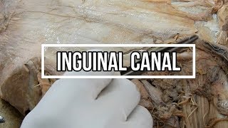 Inguinal Canal [upl. by Keavy]