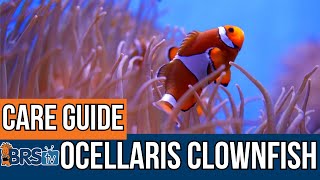 The Easiest Saltwater Fish Ocellaris Clownfish Basics [upl. by Nosnhoj894]