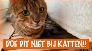 Dingen die je kat HAAT  DierenpraatTV [upl. by Ahtenek]