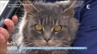 Adoption de Inna et de deux chatons [upl. by Wolfort]