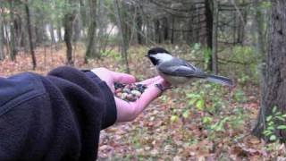 Feeding Birds by Hand Chickadees amp Nuthatches [upl. by Orin535]