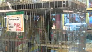 BioResearch in SM MegaMall Pet Store Part 33 [upl. by Cho558]