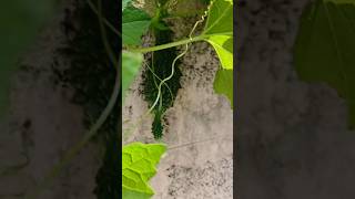 Bitter gourd home 🏡 garden harishvlogs terracegarderning gardendesign terracegardning [upl. by Staffan16]