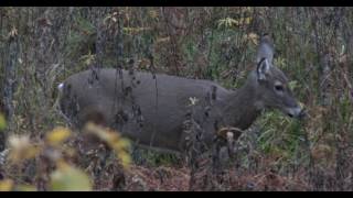 Deer Hunting with Navy SEAL Master Chief Reaper Outdoors [upl. by Sivam]