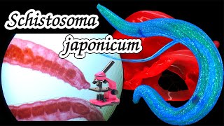 Schistosoma japonicum structure and reproduction of the worm [upl. by Sigvard]